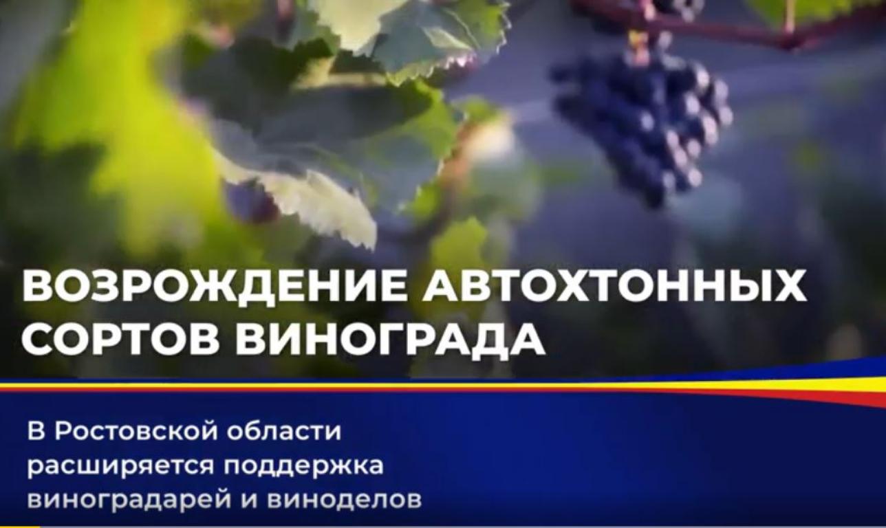 Законодательная поддержка способствует развитию донского виноградарства и виноделия