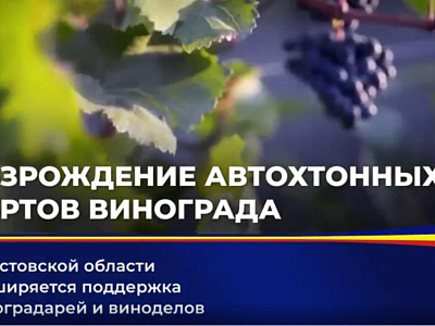 Законодательная поддержка способствует развитию донского виноградарства и виноделия